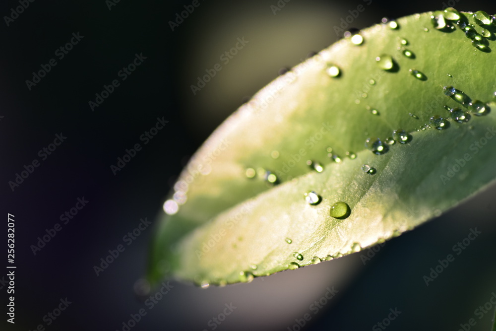 Macro shot of dew drops on green leaves in the sunny morning Macro shot of dew drops on green leaves in the sunny morning
