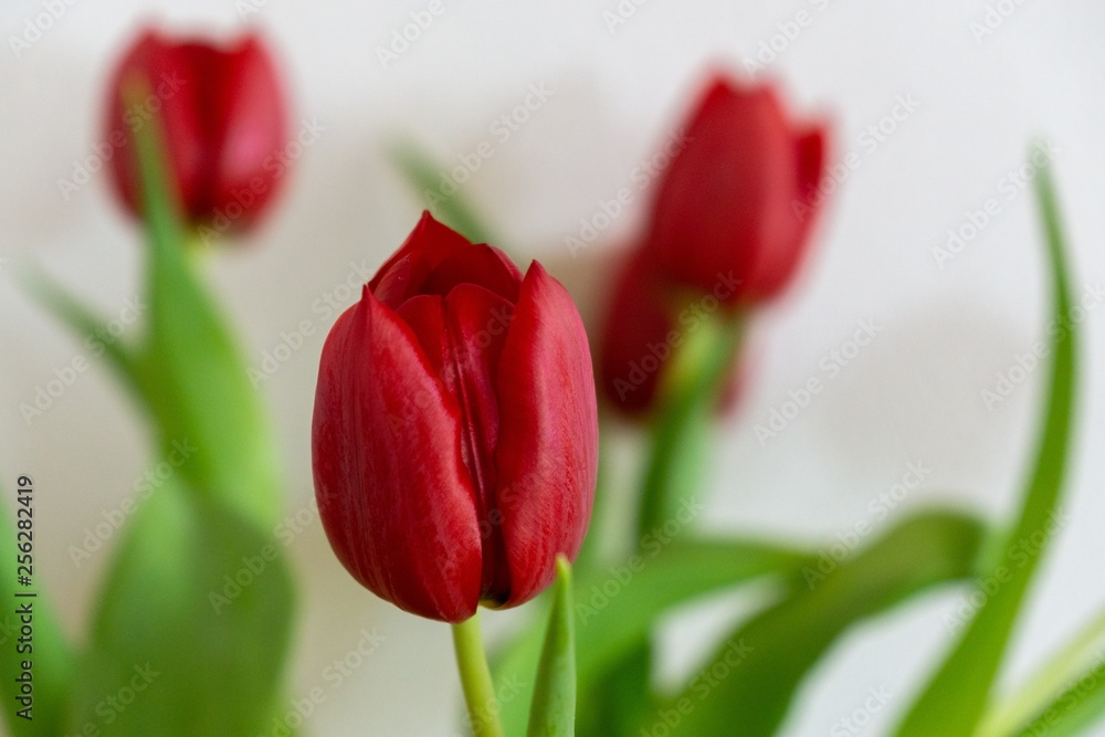 Colorful tulip flowers in the vase. Slovakia Colorful tulip flowers in the vase. Slovakia