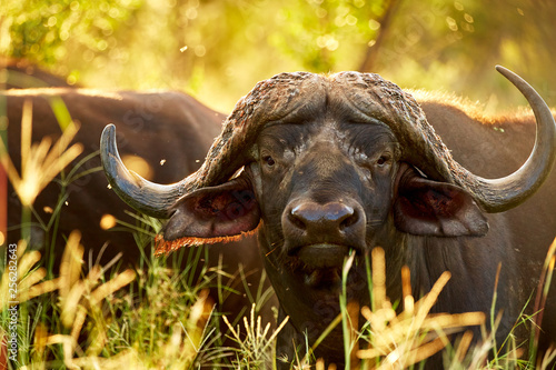 African buffalo photo