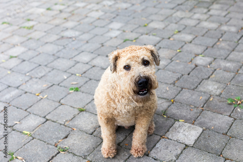Well groomed Soft Coated Wheaten Terrier sitting looking up with eager brown eyes and friendly expression 