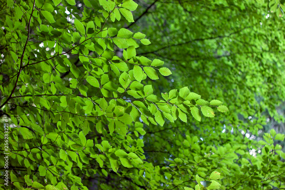 Fototapeta premium Green Tree lives 