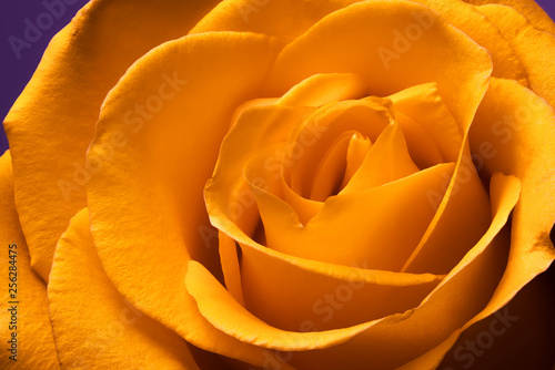 Flower a close up orange with yellow rose petals