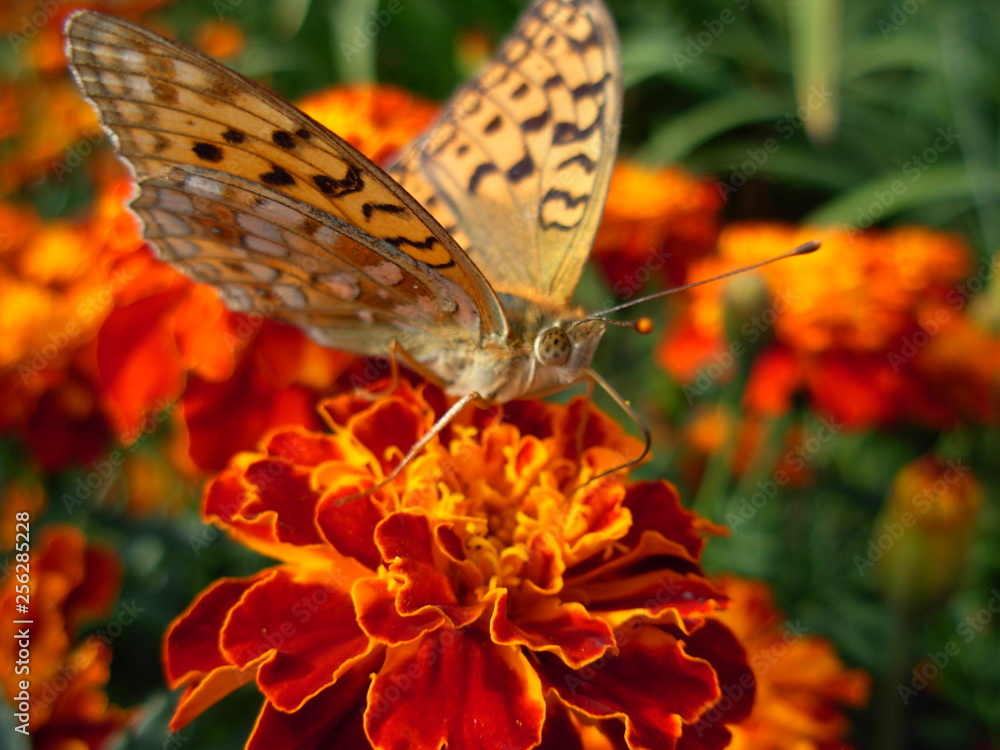 Obraz premium butterfly on flower