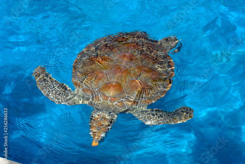 Turtle swimming in Project Tamar tank at Praia do Forte, Brazil