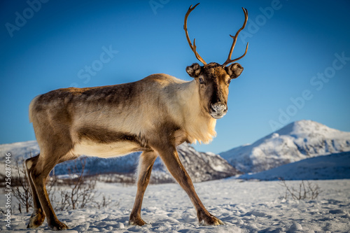 Piękny Norweski Renifer na śniegu