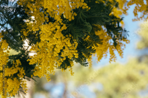 Mimosa, acacia yellow flower. Springtime background. 