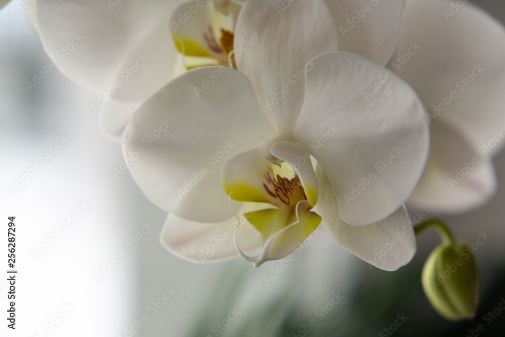 Orchid flower blooming. Slovakia Orchid flower blooming. Slovakia