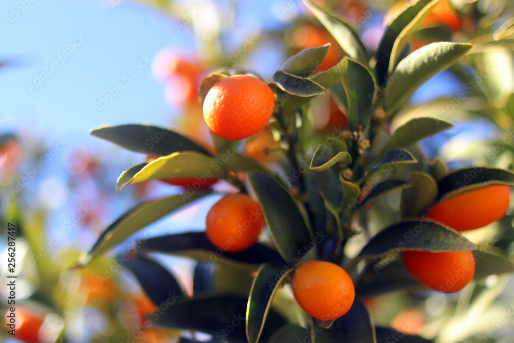closeup of kumquats, small golden tangerines, growing on a branch, between leaves. with copy space. Photographed in Guajar Fondon, Spain