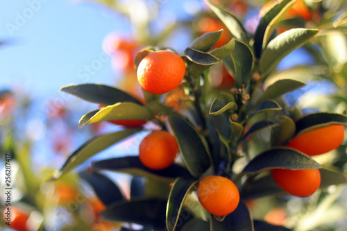 closeup of kumquats, small golden tangerines, growing on a branch, between leaves. with copy space. Photographed in Guajar Fondon, Spain