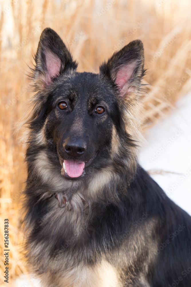 Vertical medium shot of gorgeous long-haired German Shepherd staring intently with tongue hanging out against soft focus background of decorative grass and snow Vertical medium shot of gorgeous long-haired German Shepherd staring intently with tongue hanging out against soft focus background of decorative grass and snow