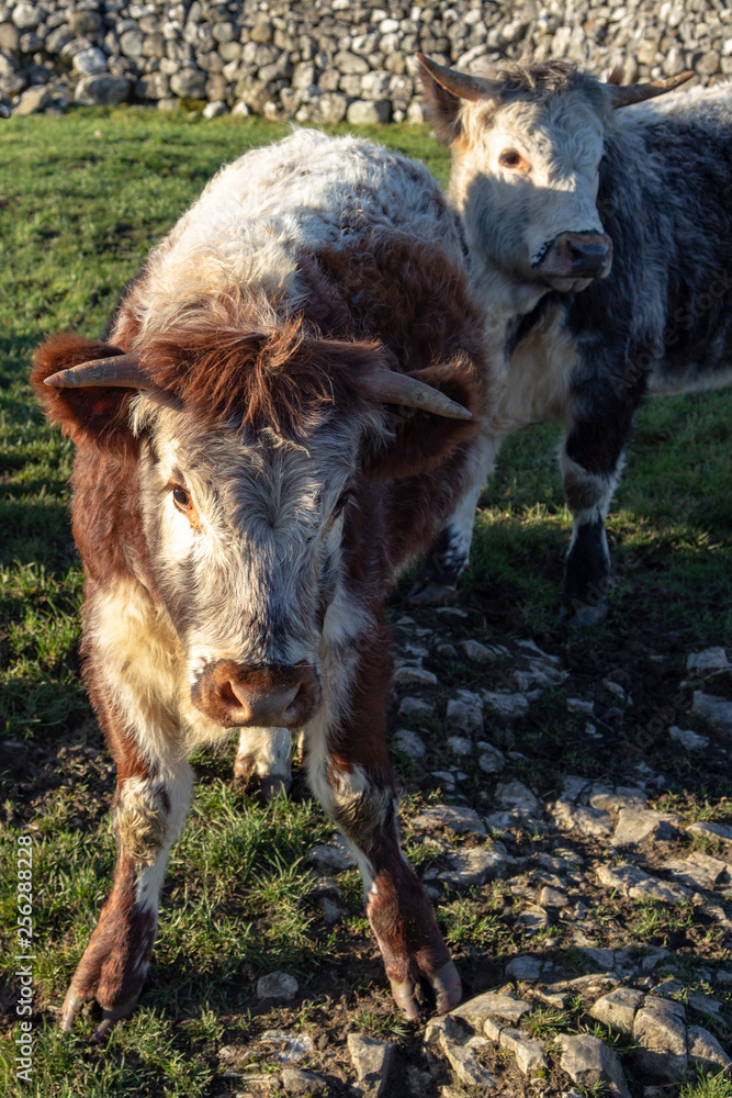 Fototapeta premium Yorkshire cow