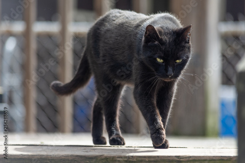 a young black cat with piercing greenish yellow eyes walks across a back porch on a gray winter day