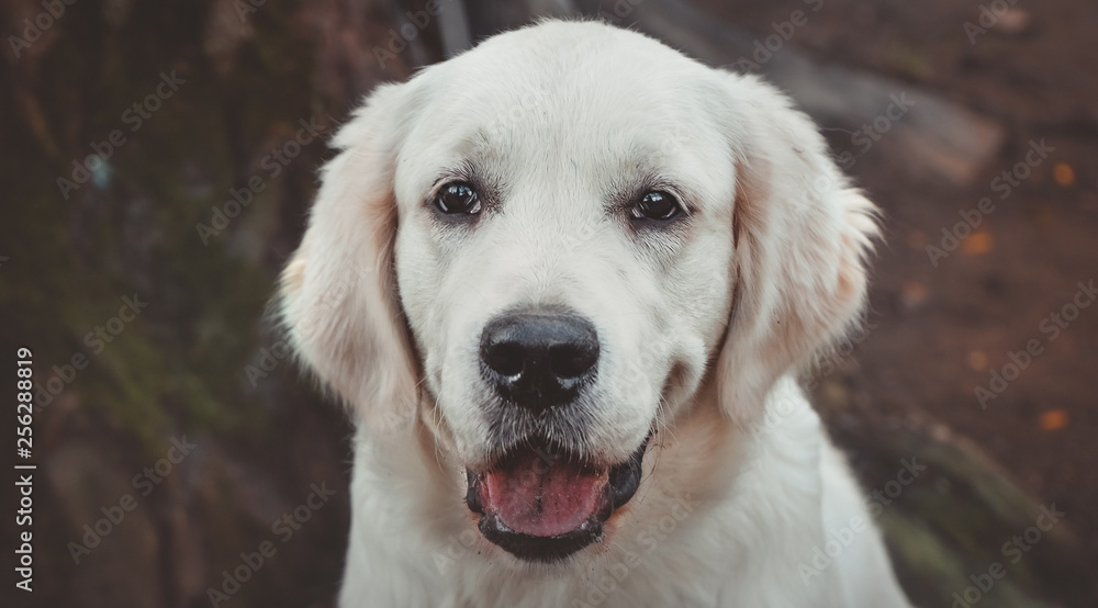 close portrait of a golden retriever puppy horizontal