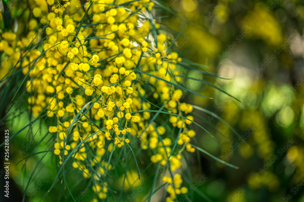 Fototapeta premium Branches of mimosa hanging down. Background.