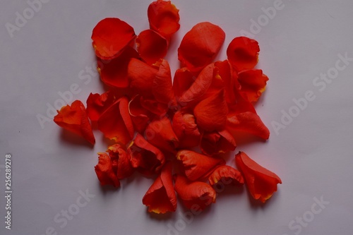  rose petals
