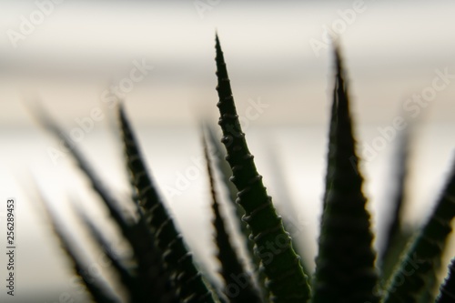 Detail of aloe vera or haworthia plant. Slovakia