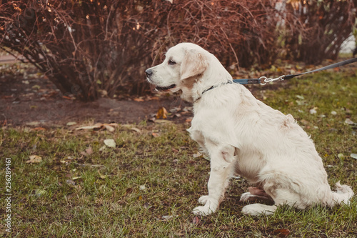 sitting profile portrait of a golden retriever dog horizontal