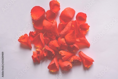  rose petals