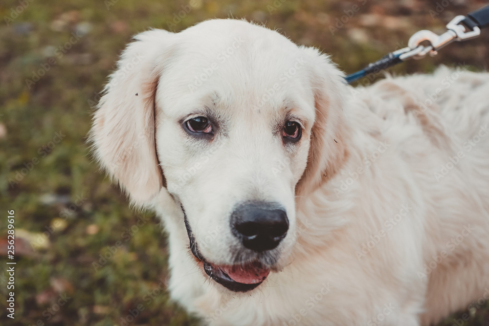 a portrait of a golden retriever puppy looking flirty horizontal a portrait of a golden retriever puppy looking flirty horizontal