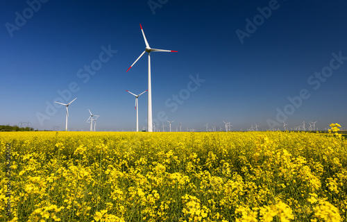 Rapeseed field with wind turbines against blue sky