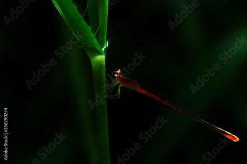Beautiful insect Dragonfly on green grass Green background 