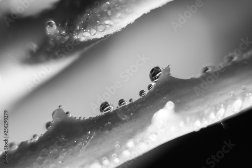 Macro of the water droplets on aloe vera plant. Slovakia