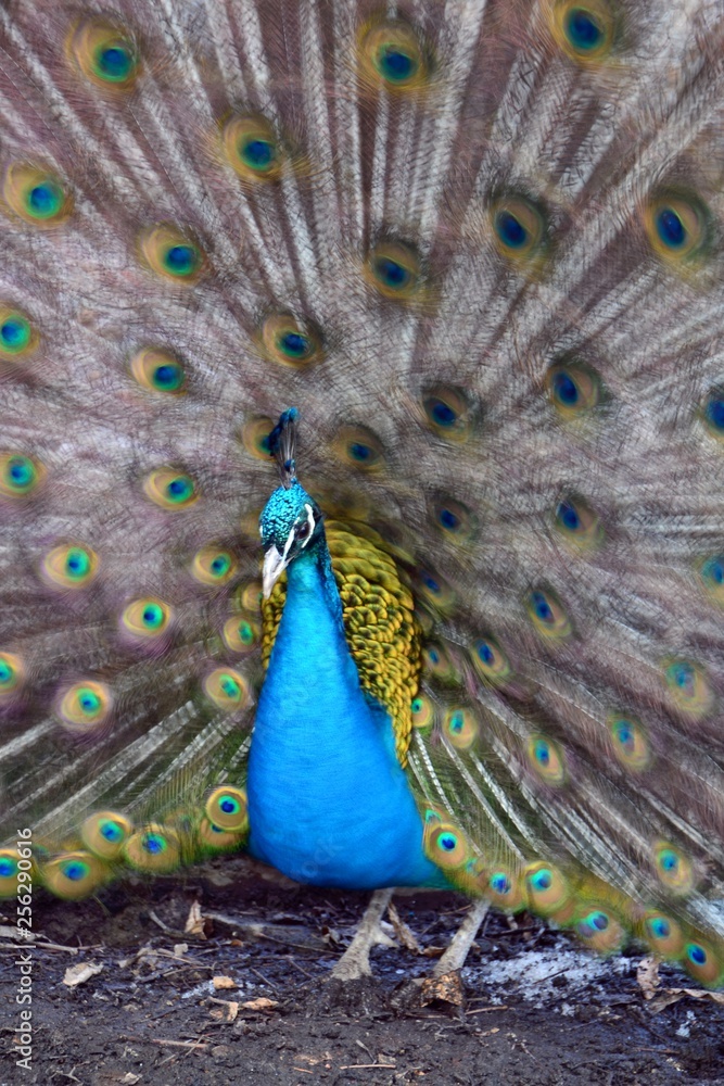 Obraz premium peacock with feathers out