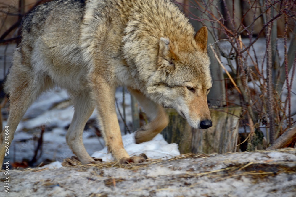 Wolf is on the trail Wolf is on the trail
