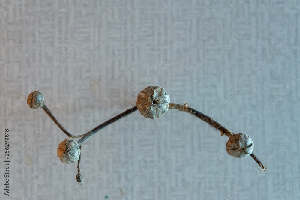 Fototapeta premium Dry wild desert rose flower. Slovakia