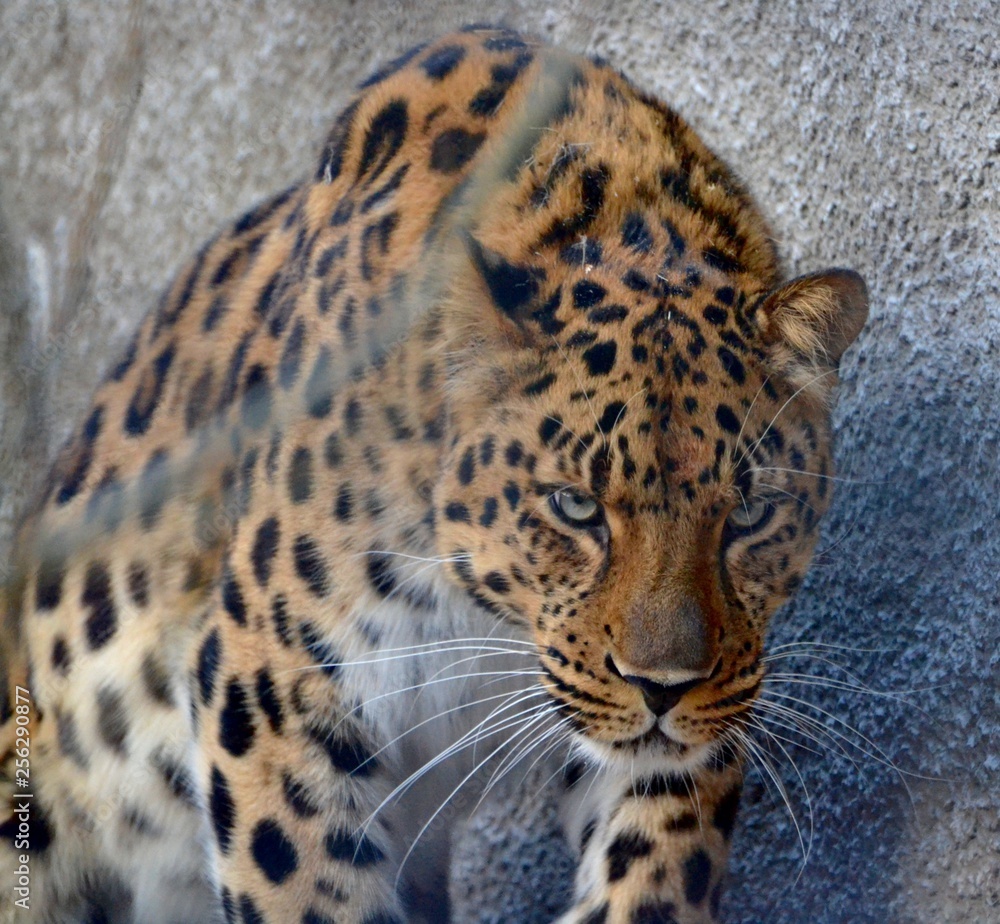 Fototapeta premium leopard on black background