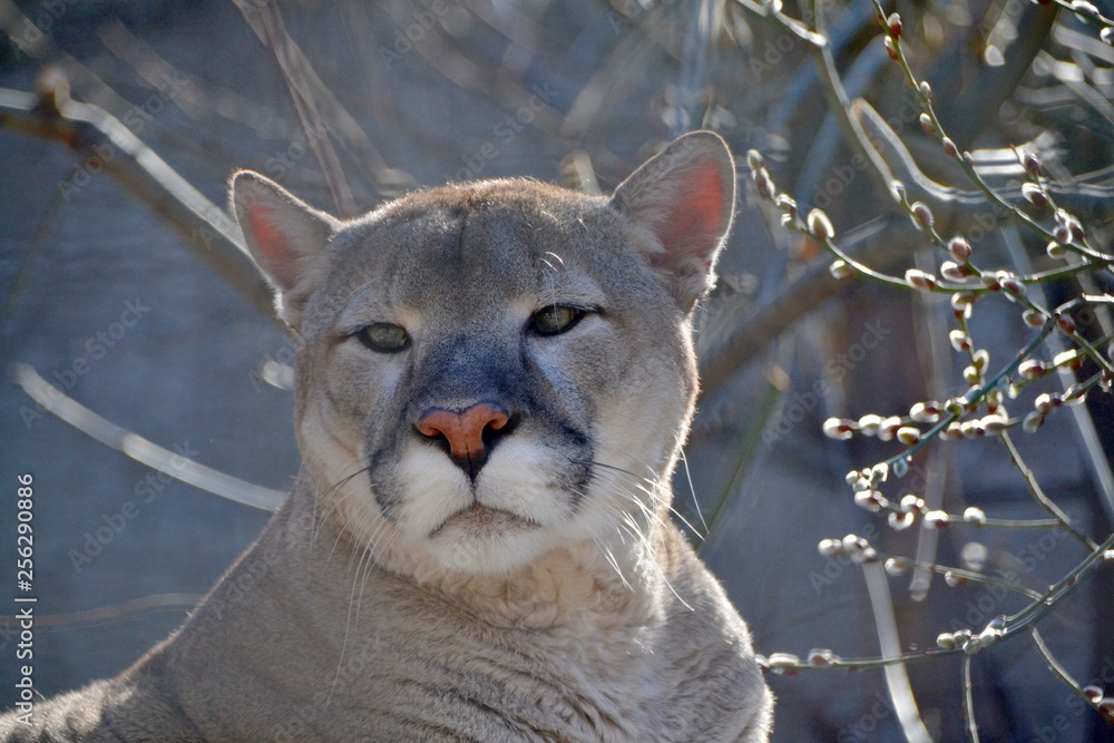 Obraz premium Puma and willow