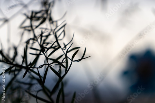 Detail of the home plant in the pot. Slovakia