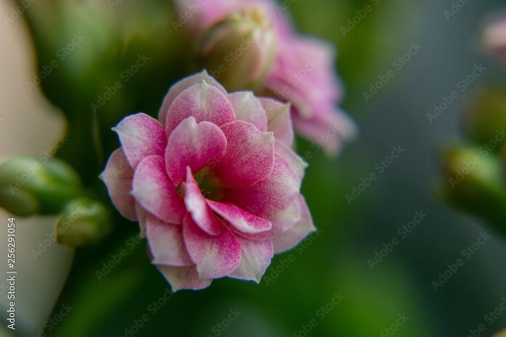 Macro shot of the pink flower. Slovakia Macro shot of the pink flower. Slovakia