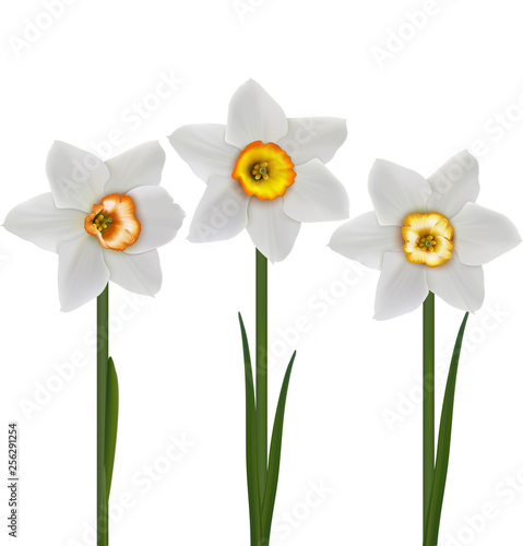 White daffodils (Narcissus poeticus). 3D vector illustration