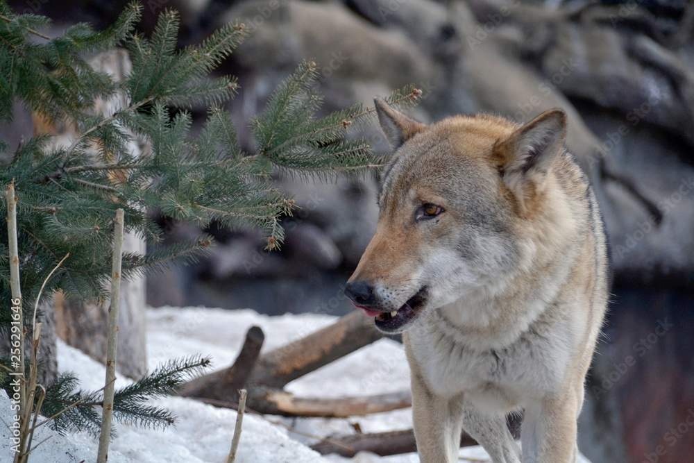 Naklejka premium The wolf growls