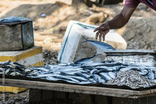 Wallpaper Mural Fisherman putting fresh fish on a wooden table for sale at the local fish market in Galle, Sri Lanka Torontodigital.ca
