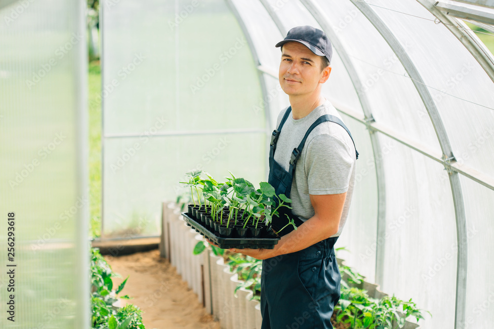 Handsome cheerful young gardener in overall standing with seedlings in greenhouse. Portrait of joyful farmer.
