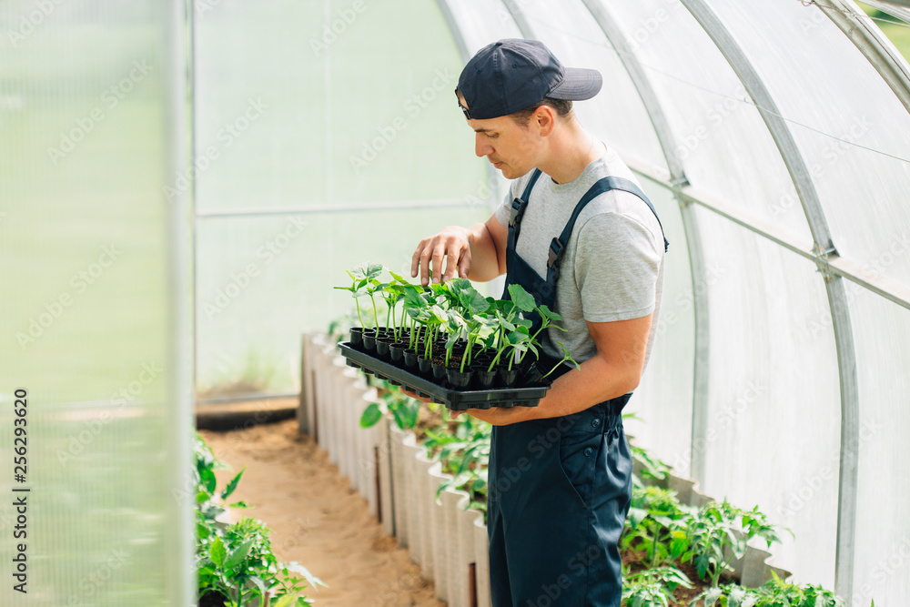 Handsome cheerful young gardener in overall standing with seedlings in greenhouse. Portrait of joyful farmer.