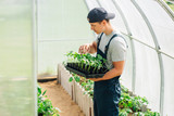 Handsome cheerful young gardener in overall standing with seedlings in greenhouse. Portrait of joyful farmer.