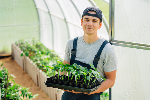 Fototapet Handsome cheerful young gardener in overall standing with seedlings in greenhouse