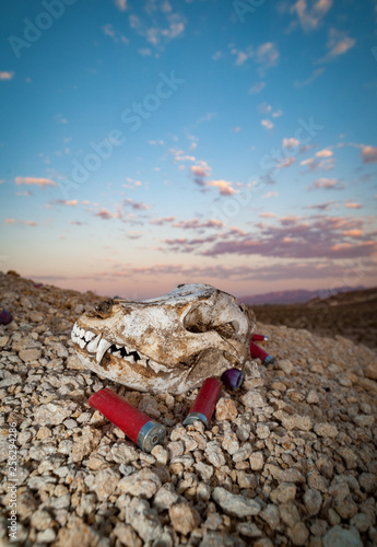 coyote skull and empty shotgun shells in the Mojave desert  Sunset sky California