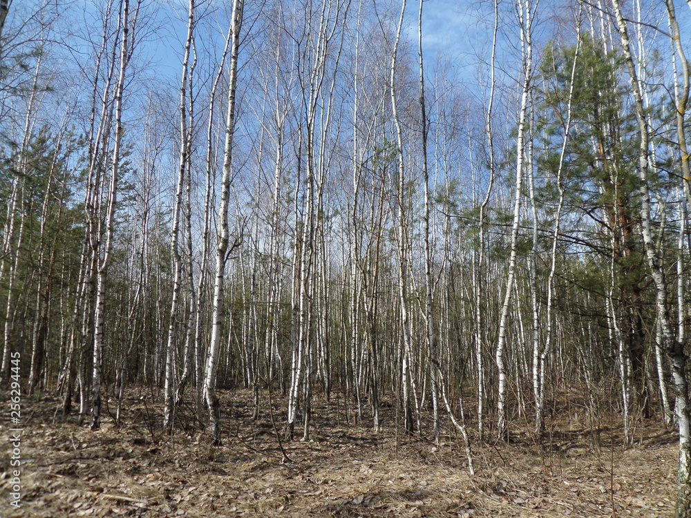 trees in forest