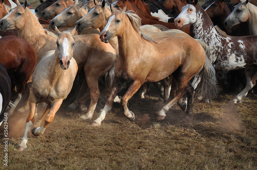 Gran cantidad de caballos de diversos pelajes trotando © Muñoz Docampo