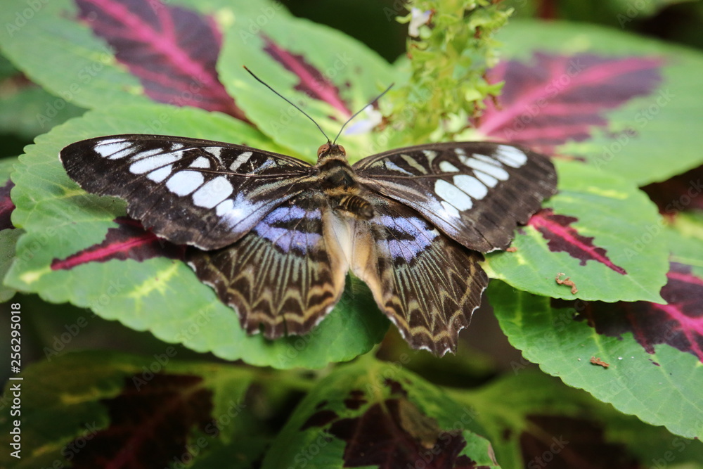 Naklejka premium Schmetterling