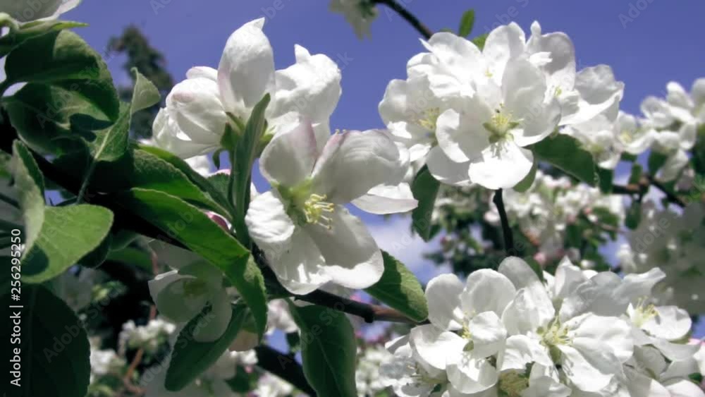 Blossom tree over nature background. Spring flowers. Spring Background