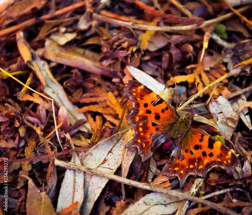 autumn leaves on the ground