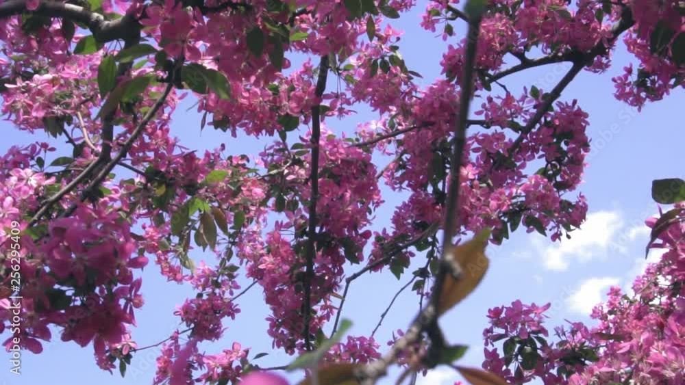 Blossom tree over nature background. Spring flowers. Spring Background Blossom tree over nature background. Spring flowers. Spring Background