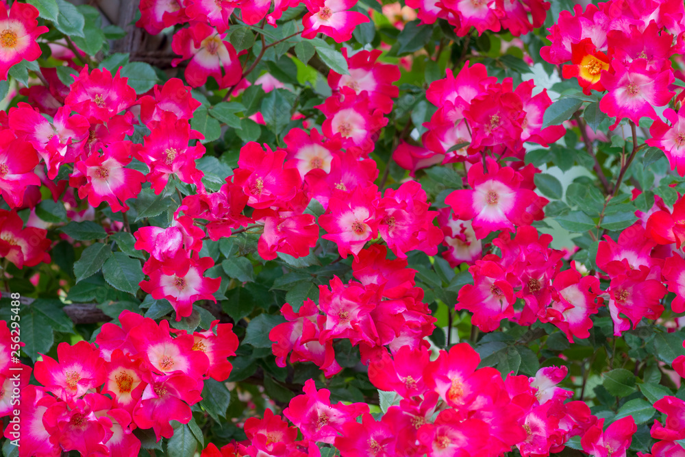 バラの花 バラの花