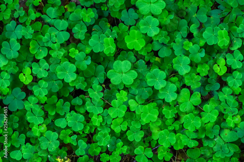 Saint Patrick's Day Clovers backgroung
