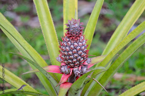Dark Pineapple in Rainforest Antigua, Caribbean